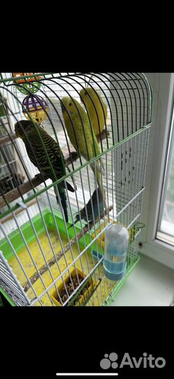 Попугай девочка