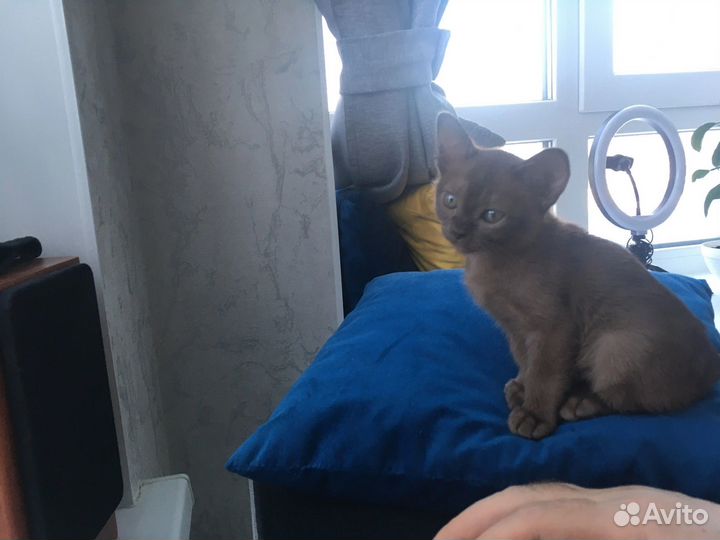 Бурманские котята