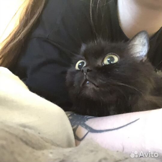 Кошка в добрые руки