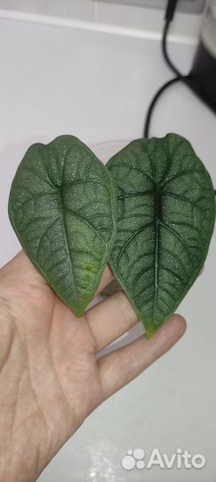 Алоказия Мело, Ниндзя