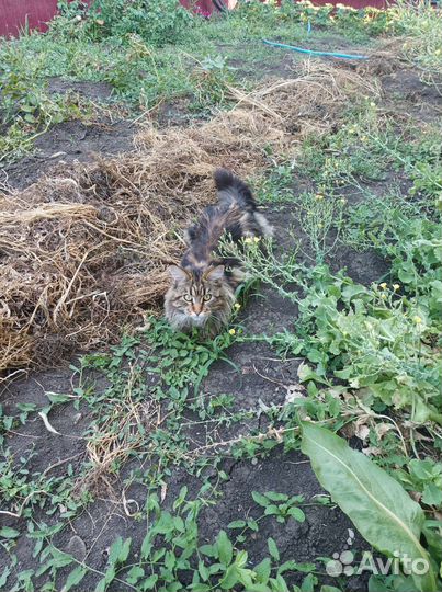 Кошка мейн-кун