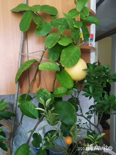 Привитые цитрусы