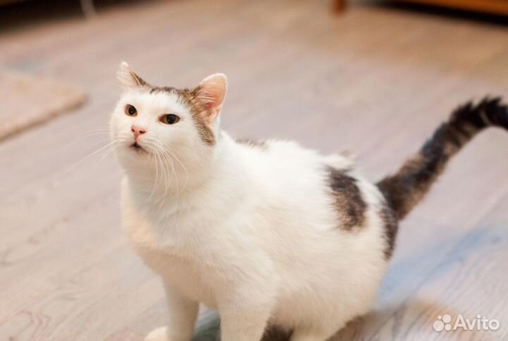 Кошечка Мамита в добрые руки