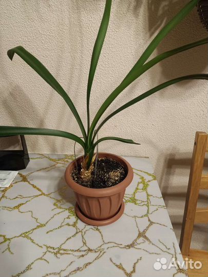 Комнатные цветы кливия