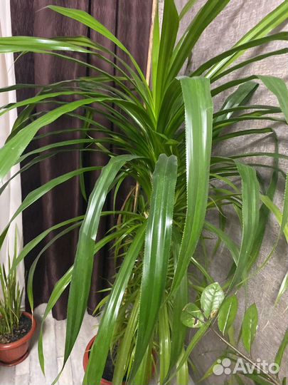 Пальма панданус