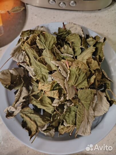 Корм для палочника