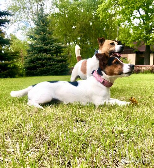 Щенок джек рассел терьер трехцветка