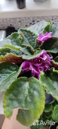 Фиалки махровые