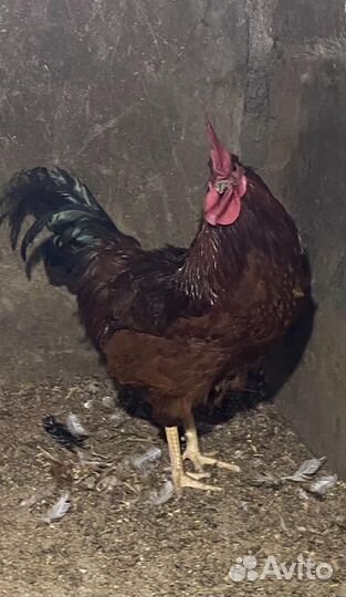 Молодые петухи