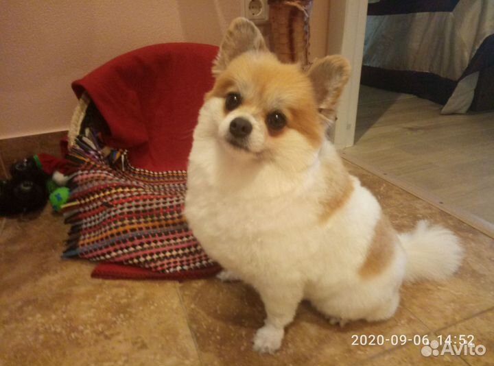 Груминг с выездом на дом