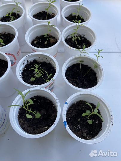 Рассада лаванды