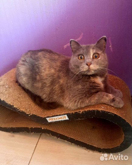 Плюша 2 года