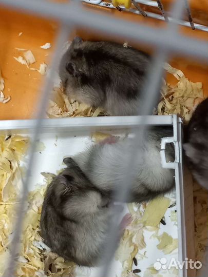 Джунгарский хомяк