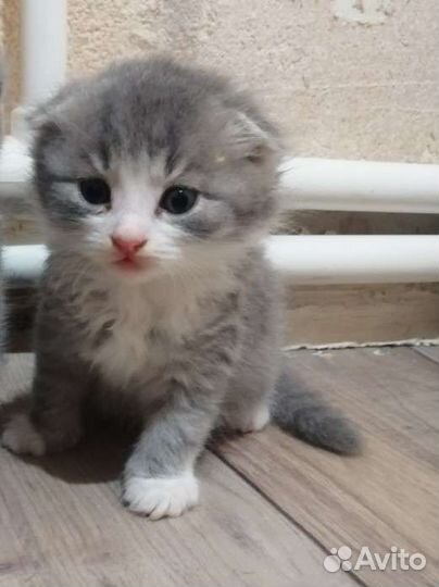 Вислоухие котята