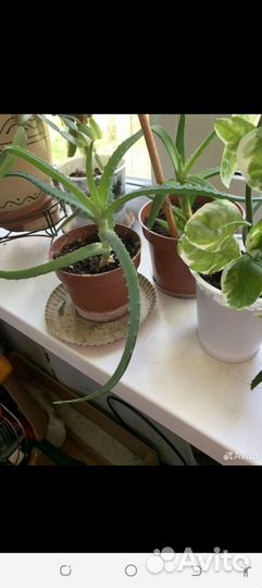 Фиалка в горшках