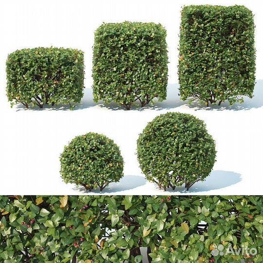 Кизильник блестящий живая изгородь