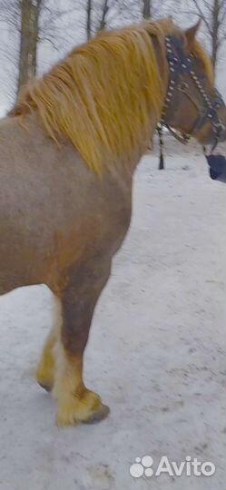 Лошади тяжеловозы