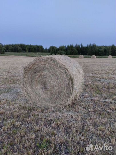 Сено в рулонах