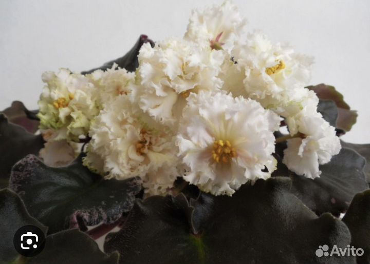 Детки сортовых фиалок