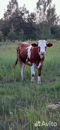 Корова стельная