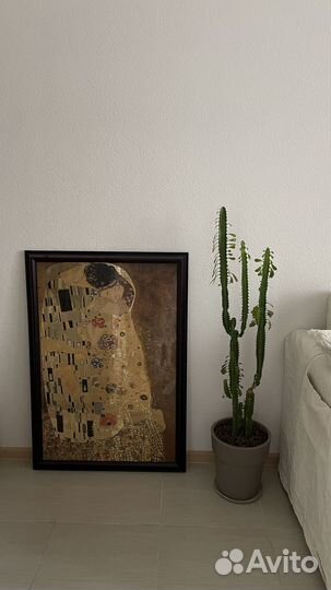 Молочай трехгранный