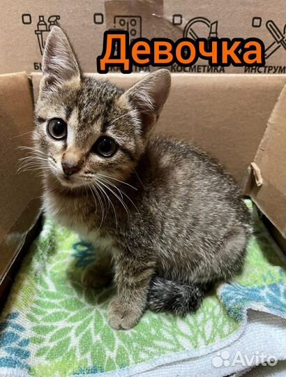 Котята в добрые руки бесплатно