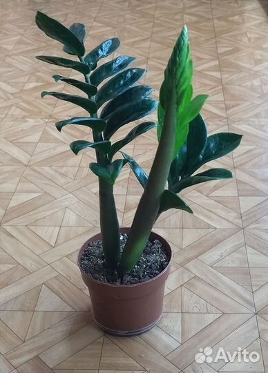 Замиокулькас Зензи / Zamioculcas Zenzi