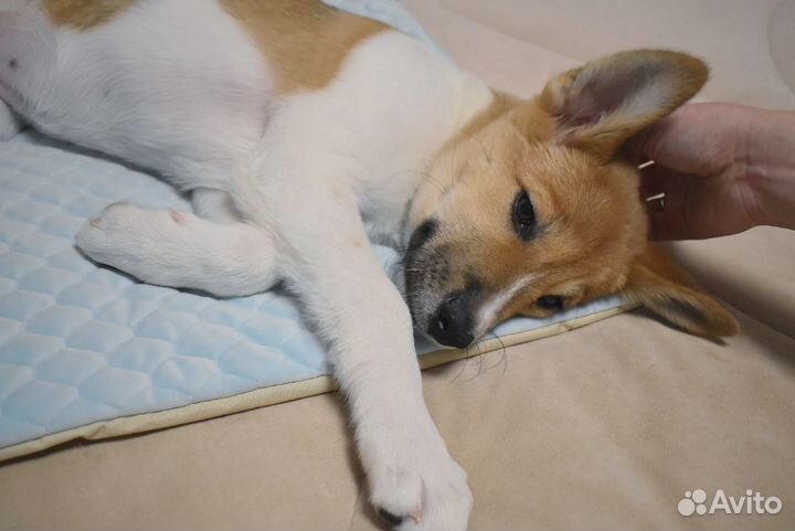 Щенок в дом