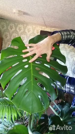 Комнатные растения цветы большие