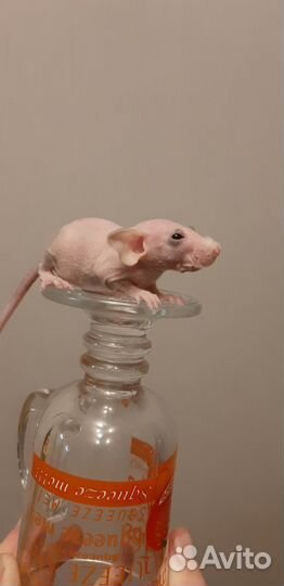 Лысая крыса сфинкс с клеткой и всем ост