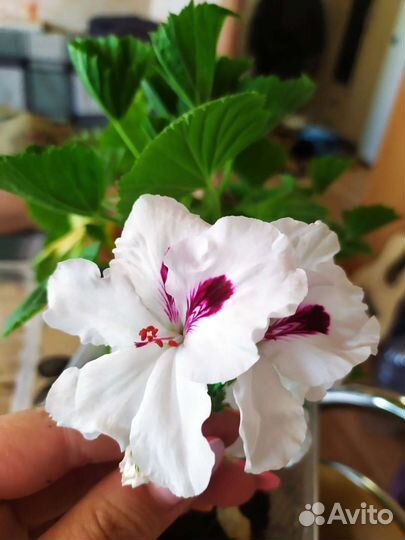 Пеларгония королевская