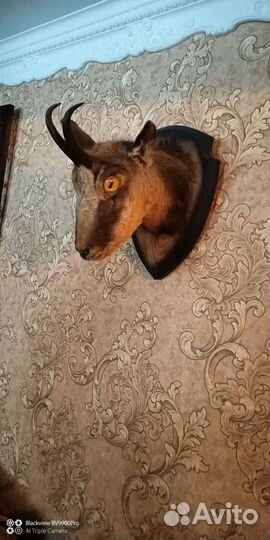 Чучело Серны