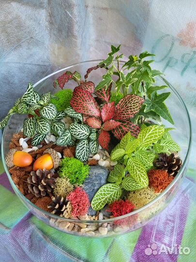 Живые растения в вазе минисад флорариум