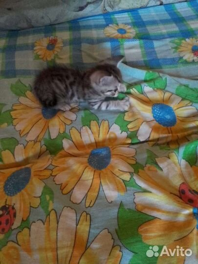 Британские котята