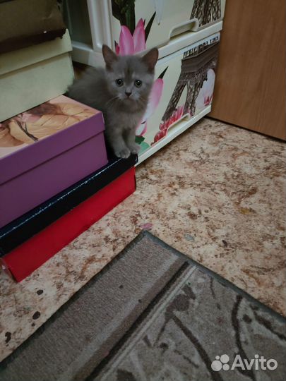 Британская кошка