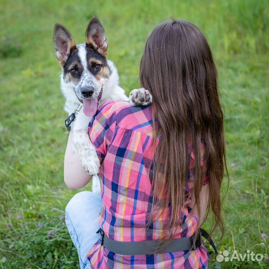 Чудо собака в поисках своего дома, Смотри видео