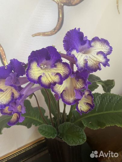 Стрептокарпусы