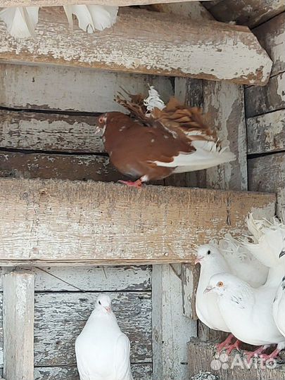 Голуби павлины