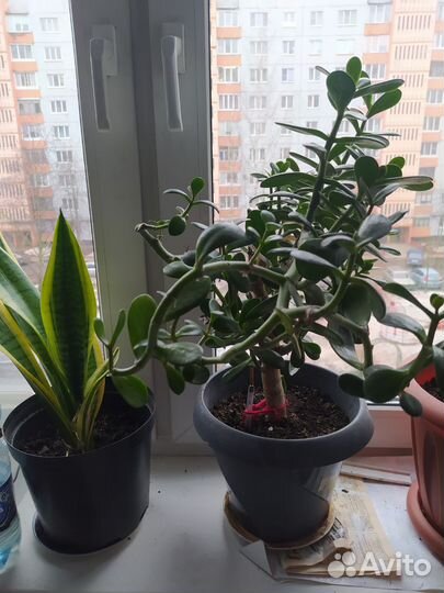 Сансевиерия