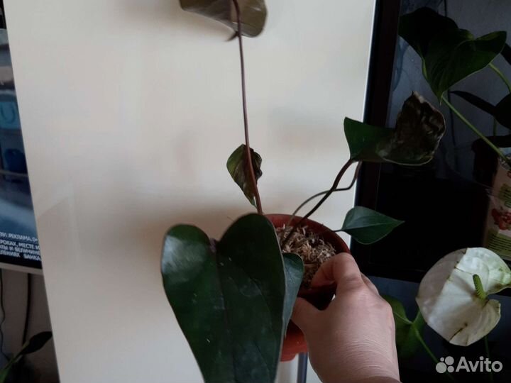 Антуриум Black Beauty