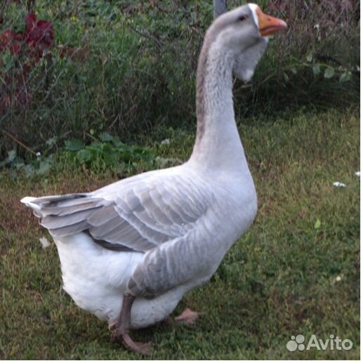 Утята, гусята, цесарята. Утки,Гуси,Цесарки