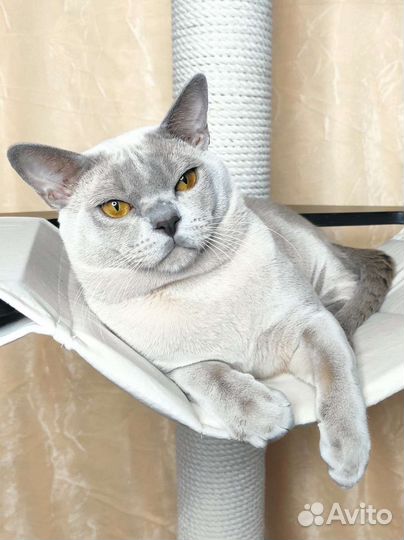 Бурманская кошка