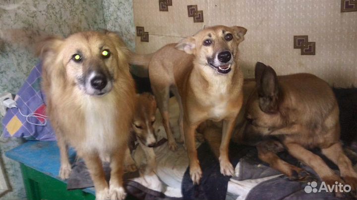 Небольшие, стерильные девочки