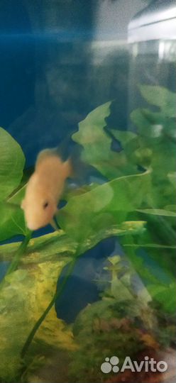 Аквариум рыбками