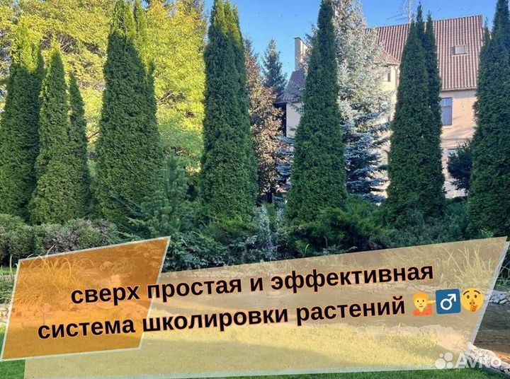 Туя Смарагд из питомника с доставкой