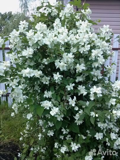 Жасмин садовый