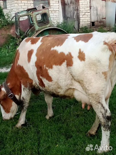 Коровы дойные молочные