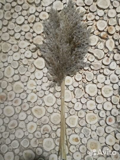 Пампасная трава сухоцвет для декора