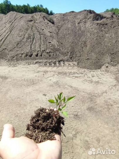 Удобрение коровий навоз в мешках 25 литров