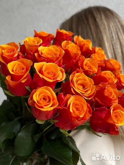 Роза Испания саженцы